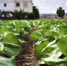 Un paseo por la huerta, una forma diferente de hacer turismo por Valencia