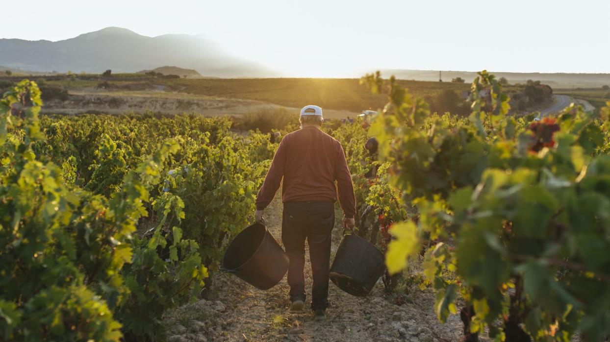 Vendimia enla DOCa Rioja