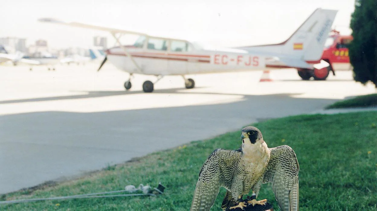 La cetrería es un método eficaz para evitar la presencia de aves en los aeropuertos