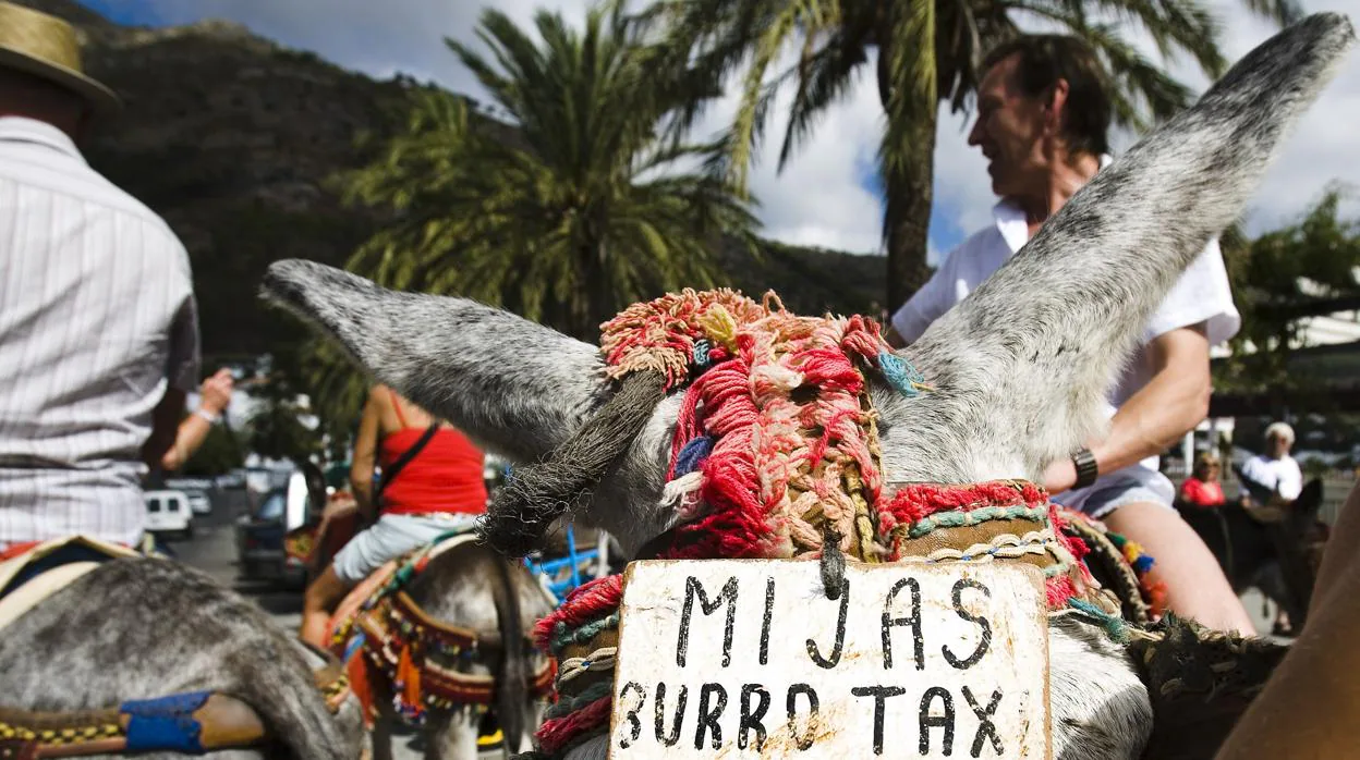 Los burros taxi de Mijas no podrán llevar a personas de más de 80 kilos