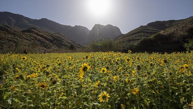 El campo de girasoles canario que todos quieren en su Instagram