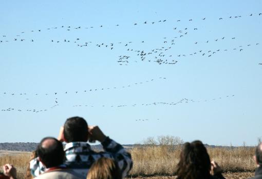 Aficionados a la observación de aves en Gallocanta