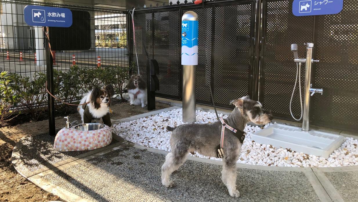 Imagen del primer baño para perros en un aeropuerto japonés