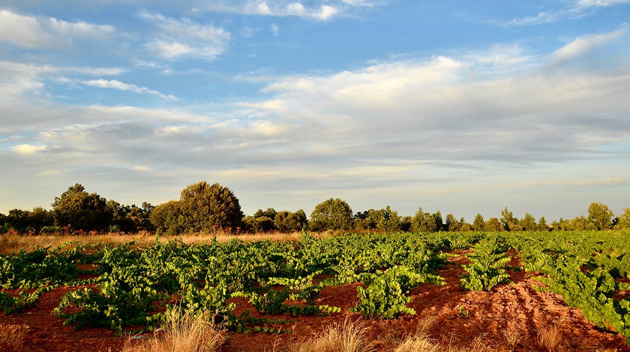 Viñedos de Fuentes del Silencio, en Herreros de Jamuz