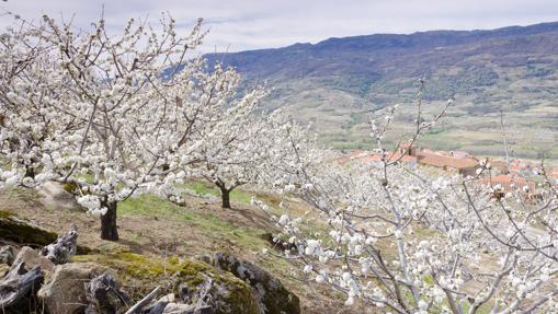 Floración en el valle del Jerte, Cáceres