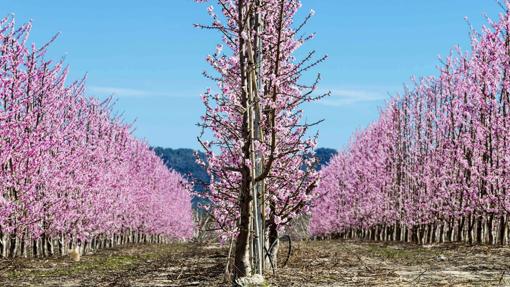 Floración en Cieza, Murcia