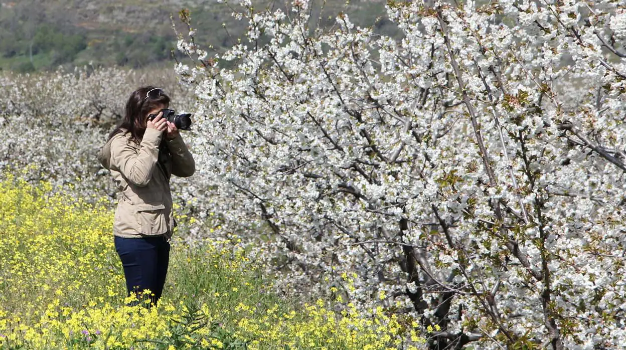 El espectáculo de los cerezos en flor en el valle del Jerte
