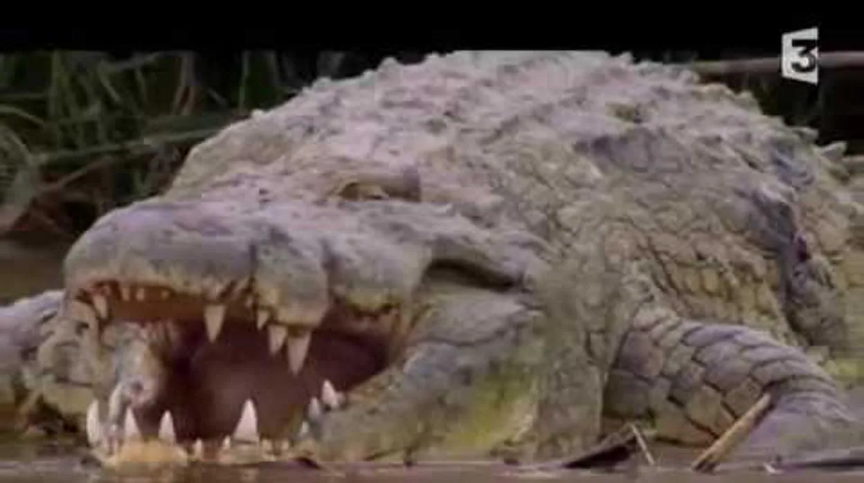Gustavo, el cocodrilo «devorador de hombres» que mató a cientos de personas