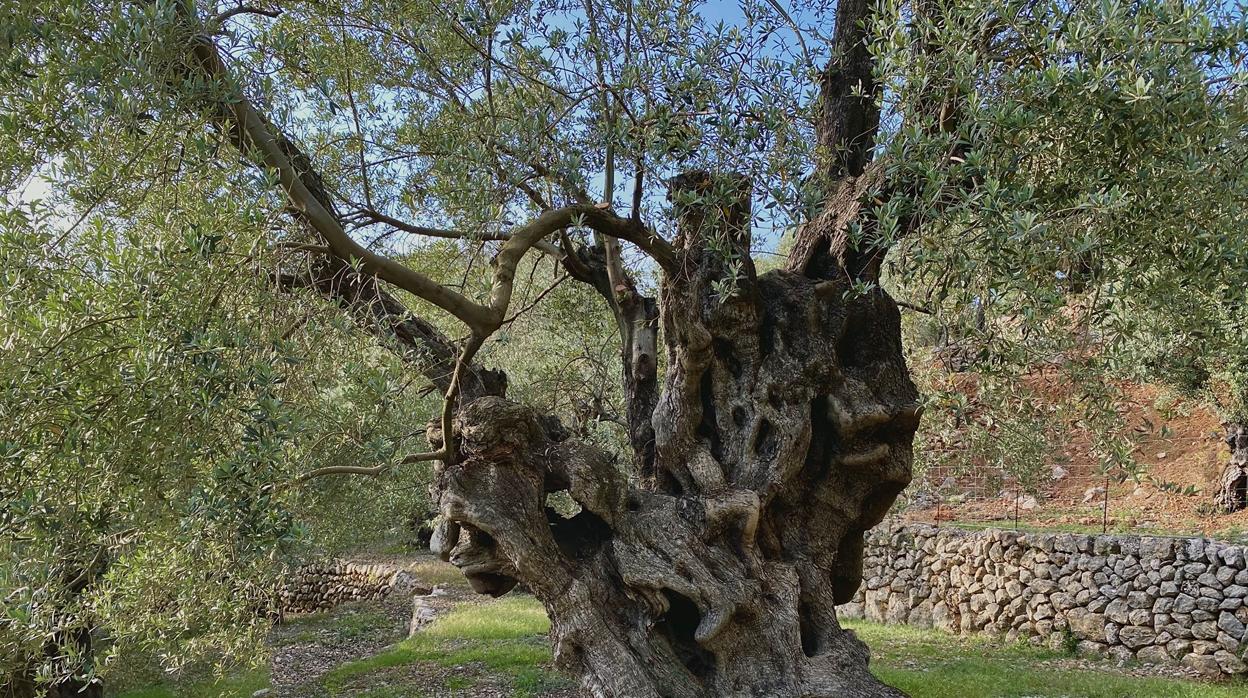 Milenario árbol de Can Det, Premio AEMO al Mejor Olivo Monumental de España 2020