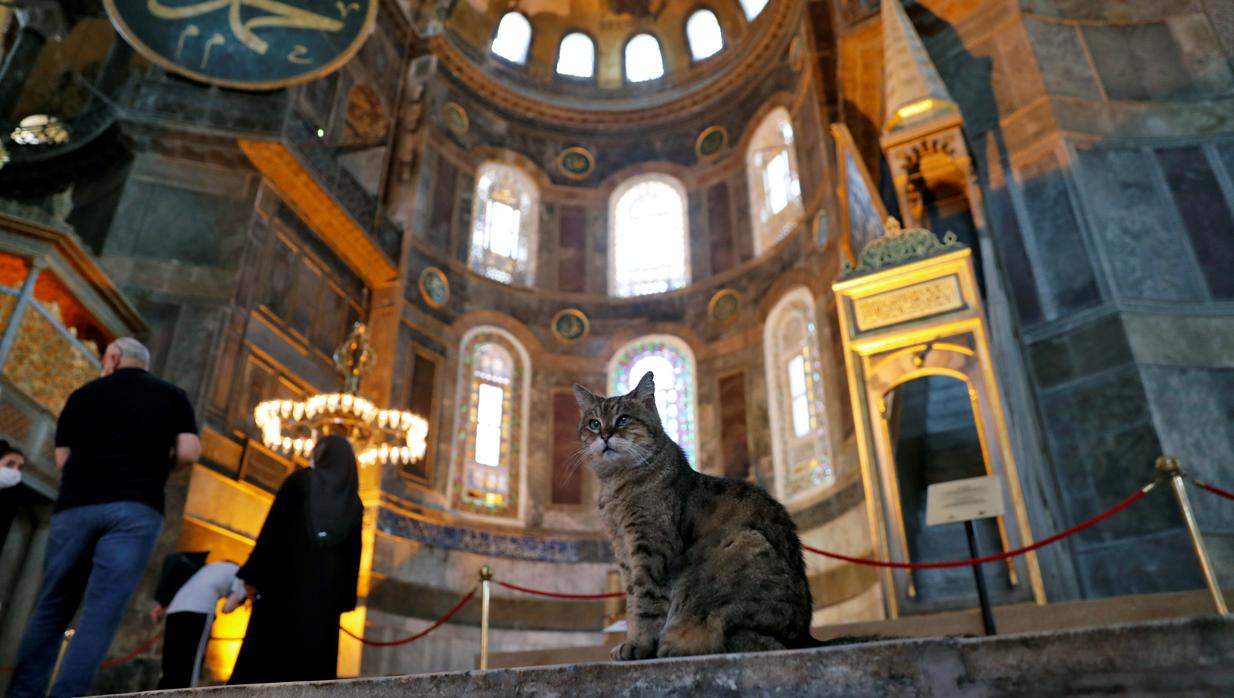 Una imagen de la gata Gli en Santa Sofía, en Estambul