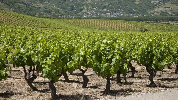 Castilla y León, vinos de la corriente del río Duero