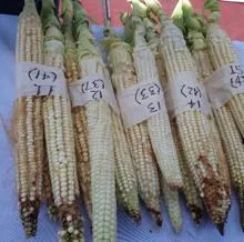 Jala, el pueblo mexicano con las mazorcas de maíz más grandes del mundo