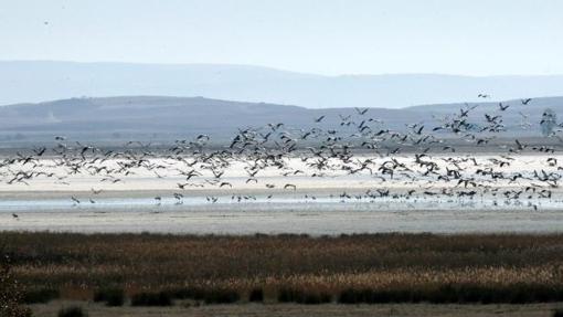 Avistamiento de grullas desde el Centro de Interpretación de la Laguna de Gallocanta
