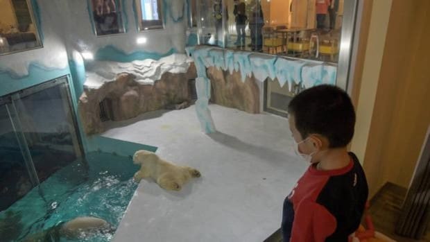 El polémico hotel de China con osos polares para entretener a los huéspedes