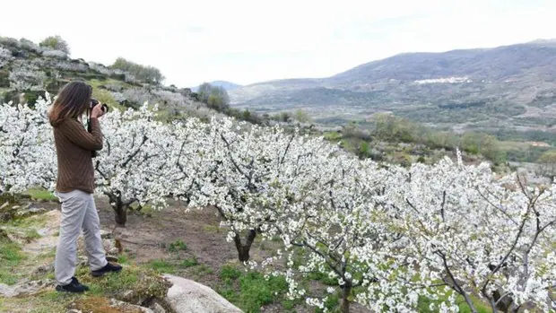 Dos rutas en coche para ver estos días los cerezos en flor en el valle del Jerte