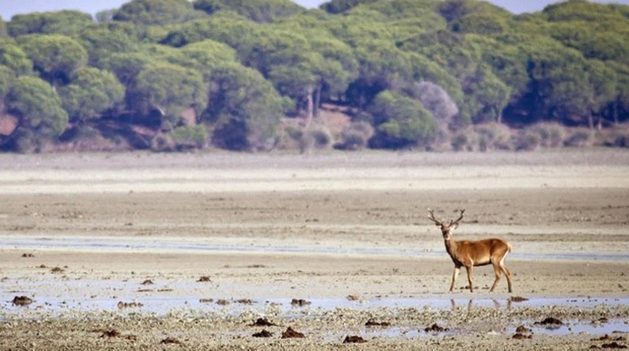 Parque Nacional de Doñana