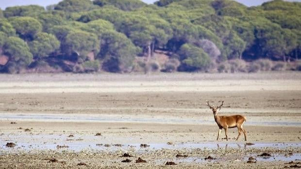 Turismo activo en el Parque de Doñana