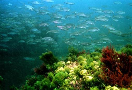 Fondo marino en Tarifa