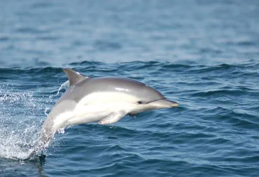 Los delfines nos brindarán momentos únicos
