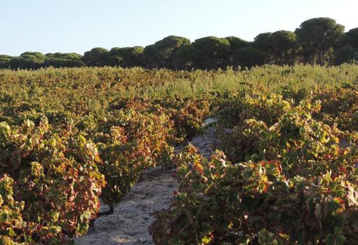 Viñedos de OnuCoop en el entorno de Doñana