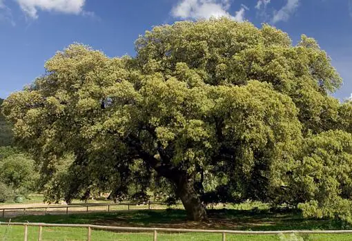 El emblemático Chaparro de la Vega, un árbol con más de 200 años de historia