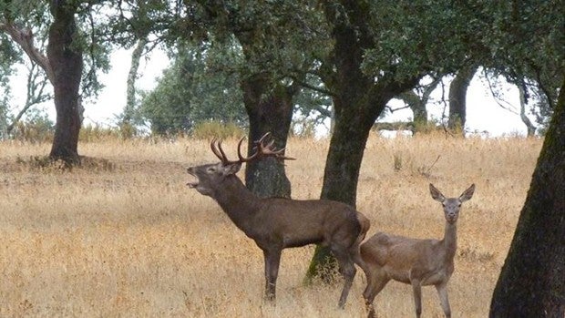 Los mejores lugares para disfrutar de la berrea en Andalucía