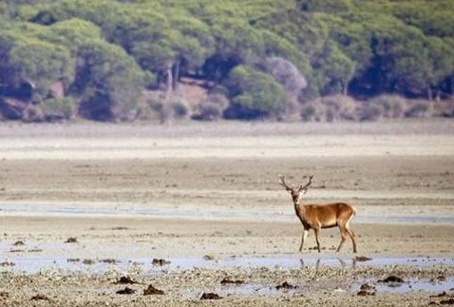 Un ciervo en el espacio protegido de Doñana