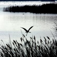 Llaguna de La Encanyisada en el Parque Natural del Delta del Ebro