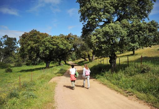 Los mejores sitios para encontrar castañas en Andalucía