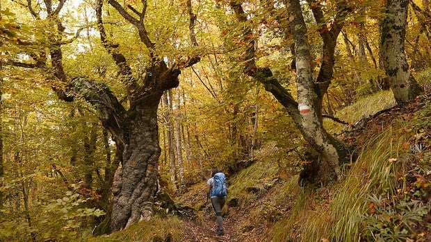 Bosques y pueblos con encanto para vivir un otoño mágico en Navarra