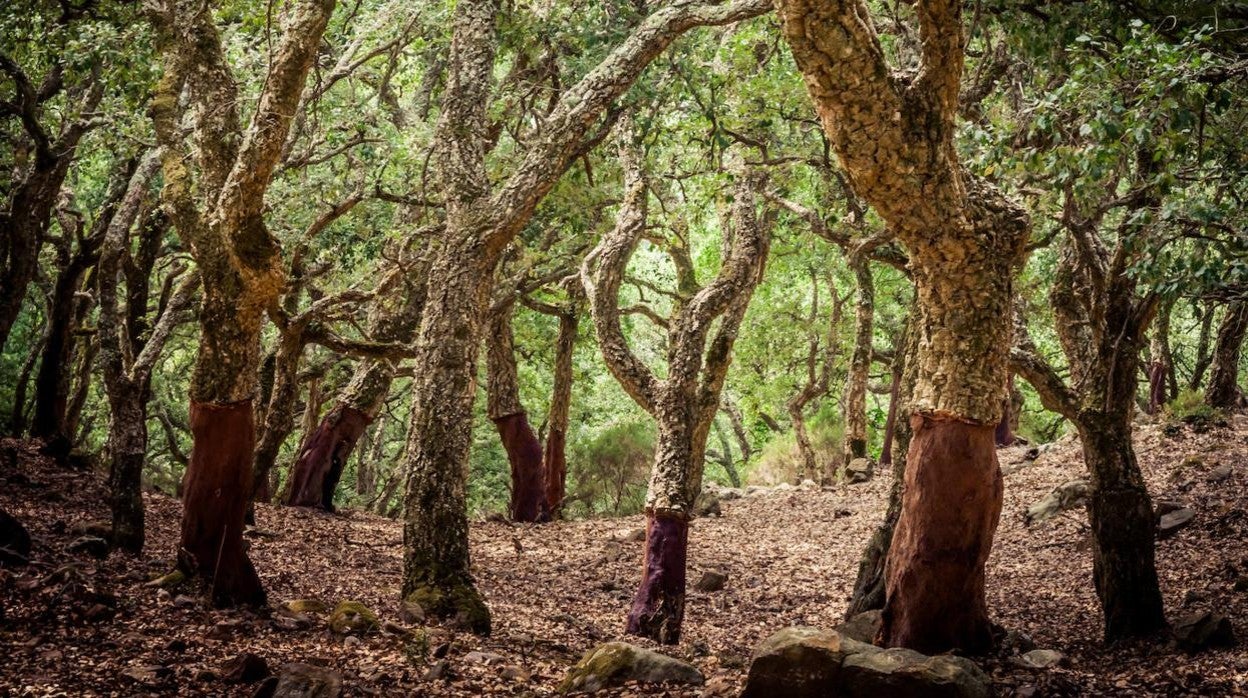 Siete bosques asombrosos de Andalucía que parecen encantados