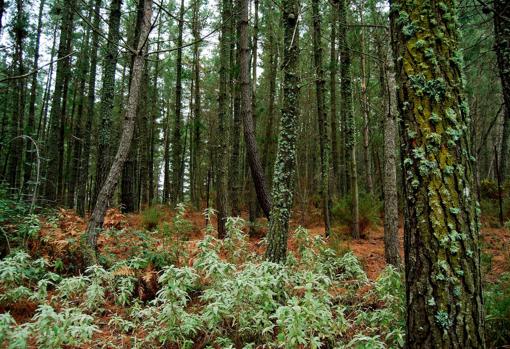 Siete bosques asombrosos de Andalucía que parecen encantados