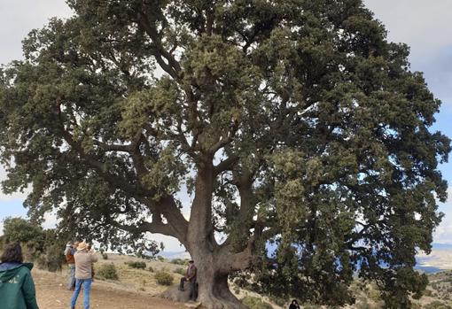 Encina milenaria de La Peana en Serón.