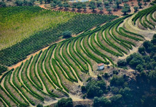 Paisaje de la Ruta del Vino D.O. Arribes en Saucelle, Salamanca