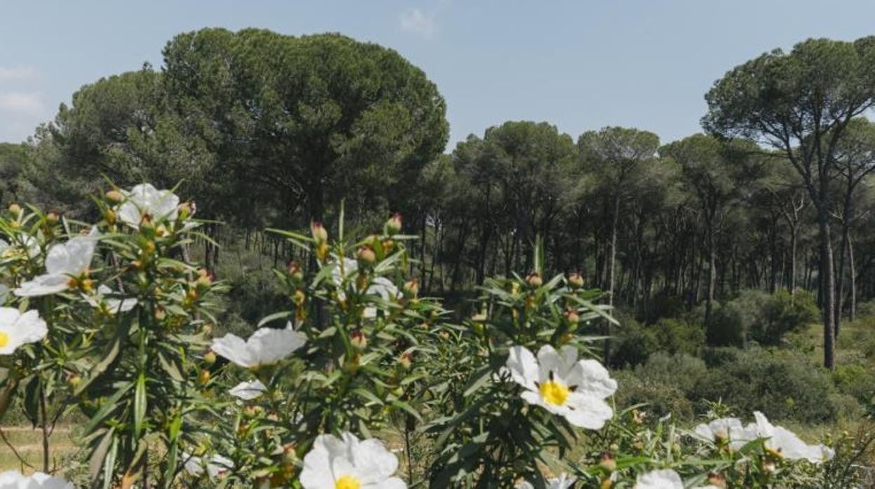 Los pinares de Puebla y Aználcazar son un paraíso para los amantes de la tranquilidad y la naturaleza