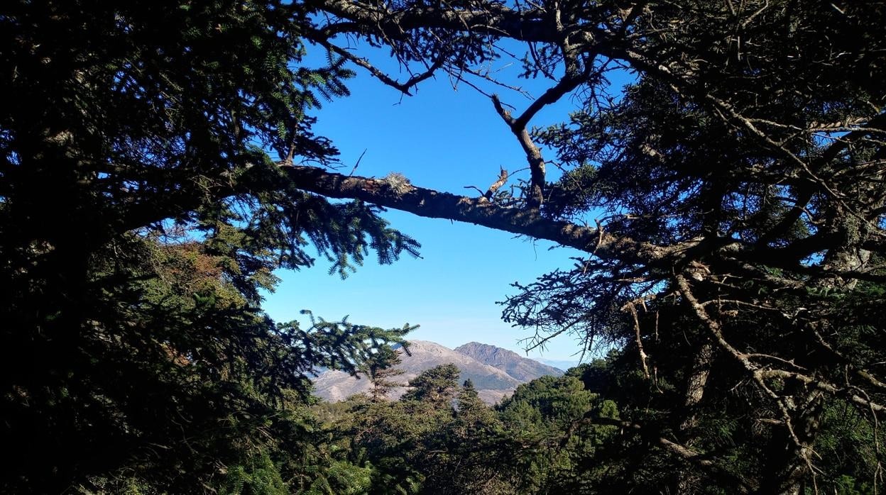 La malagueña Sierra de las Nieves regala al visitante paisajes inolvidables