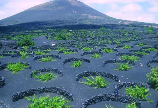 Paisaje de La Geria, en Lanzarote