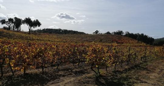 Viña de la Bodega La Margarita en Constantina.