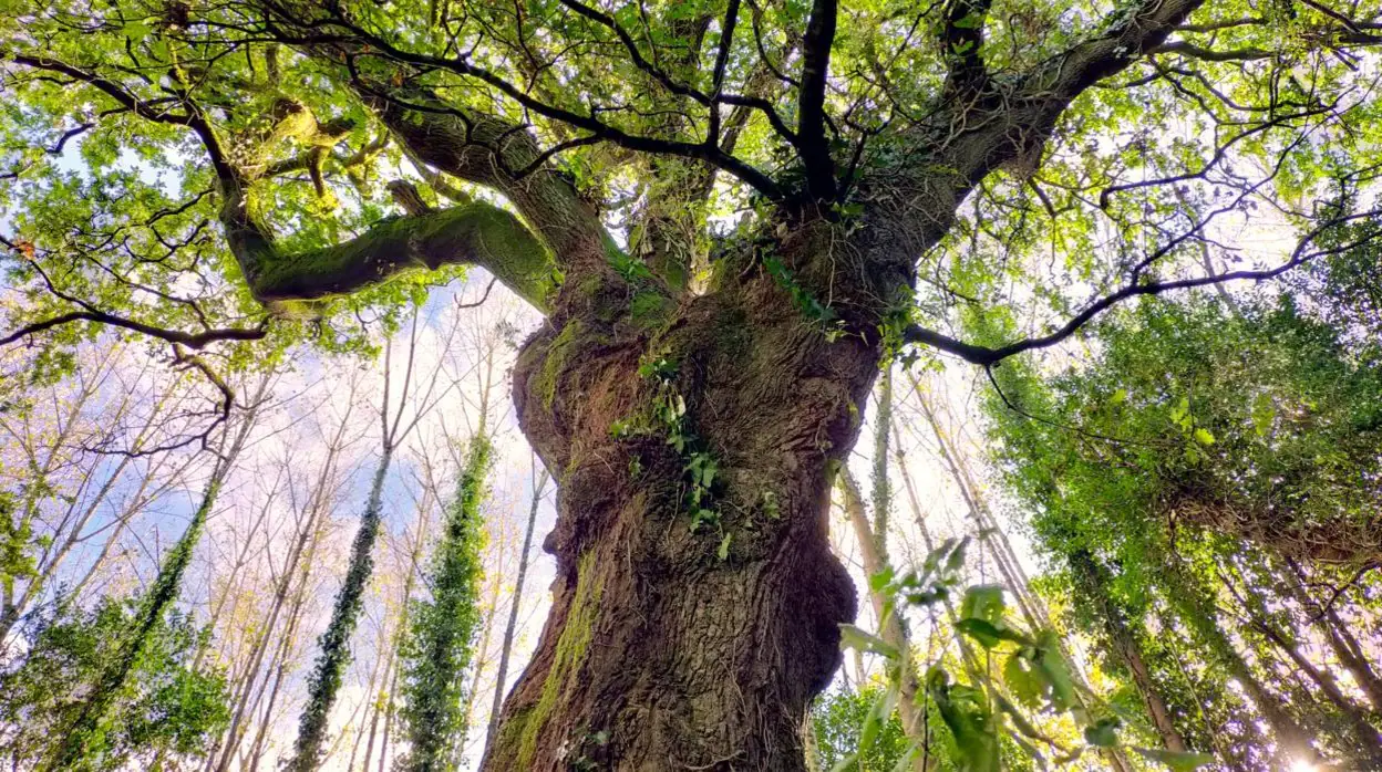 Un roble cerca de Santiago puede ser el Árbol Europeo de 2022