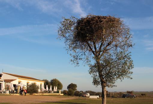 Los árboles de la zona se convierten en los hogares para las aves