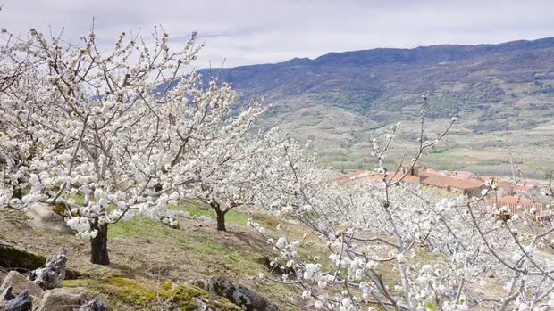 Cuándo ver este año los cerezos en flor del Valle del Jerte