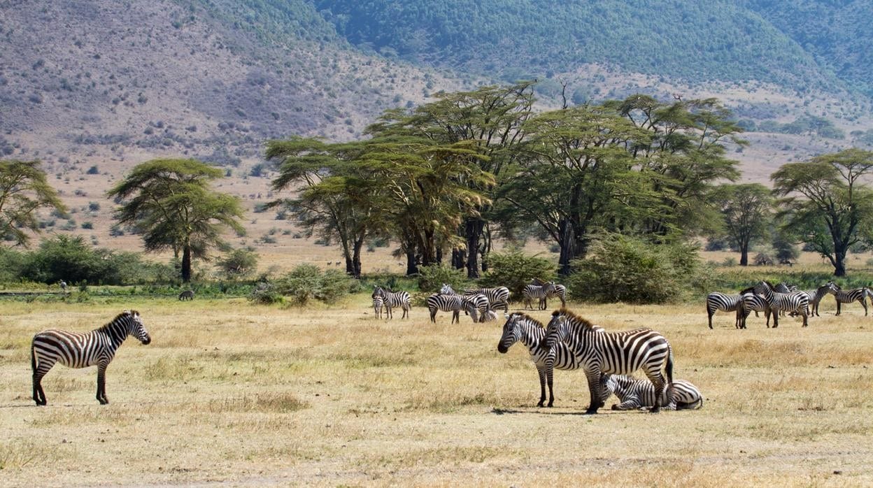 En la imagen cebras en el Parque Nacional del Serengeti