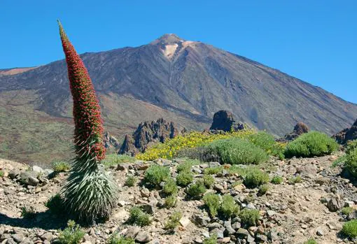 En la imagen tajinaste rojo en el Parque Nacional del Teide