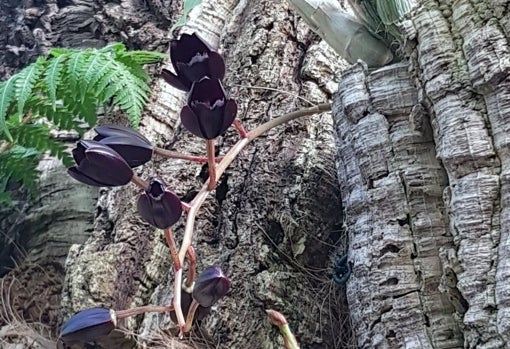 Un ejemplar de orquídea negra en el Parque Botánico-Orquidiario de Estepona