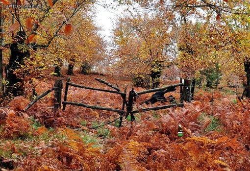 La naturaleza exuberante del entorno de Almonaster la Real