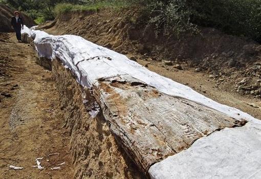 Tronco fósil de árbol de más 300 millones de años, cuando estaba fuera del museo de Gualdacanal