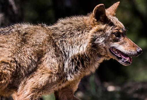 Un lobo ibérico en Sendaviva.