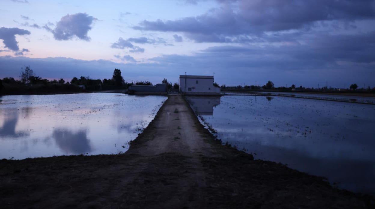 Campos de arroz en el Delta del Ebro