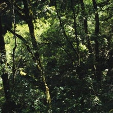 La naturaleza se expresa en su esplendor en Cortes de la Frontera