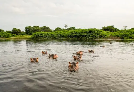 En las charcas de Anôr, a día de hoy, hay censados unos 150 hipopótamos